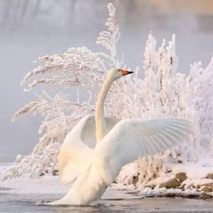 ❄NOT FOR SALE❄️DIVIDER ❄️